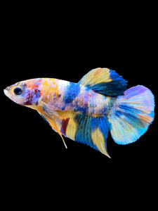 Male Halfmoon Plakat - Multicolor #2269 - Live Betta Fish