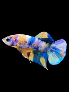 Male Halfmoon Plakat - Multicolor #2269 - Live Betta Fish