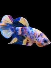 Load image into Gallery viewer, Male Halfmoon Plakat - Multicolor #2269 - Live Betta Fish
