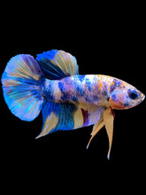 Load image into Gallery viewer, Male Halfmoon Plakat - Multicolor #2269 - Live Betta Fish
