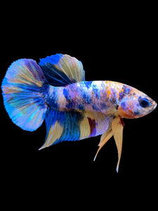 Male Halfmoon Plakat - Multicolor #2269 - Live Betta Fish
