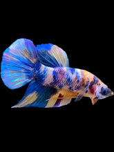 Load image into Gallery viewer, Male Halfmoon Plakat - Multicolor #2269 - Live Betta Fish
