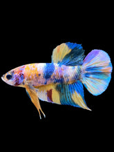 Load image into Gallery viewer, Male Halfmoon Plakat - Multicolor #2269 - Live Betta Fish
