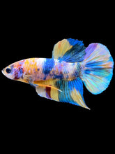 Load image into Gallery viewer, Male Halfmoon Plakat - Multicolor #2269 - Live Betta Fish
