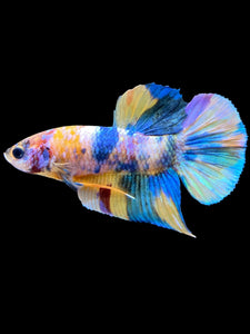 Male Halfmoon Plakat - Multicolor #2269 - Live Betta Fish
