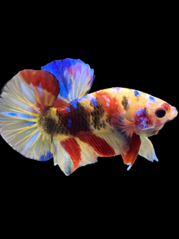 Male Halfmoon Plakat - Multicolor #2270 - Live Betta Fish