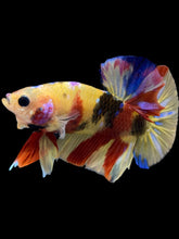 Load image into Gallery viewer, Male Halfmoon Plakat - Multicolor #2270 - Live Betta Fish
