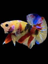 Load image into Gallery viewer, Male Halfmoon Plakat - Multicolor #2270 - Live Betta Fish
