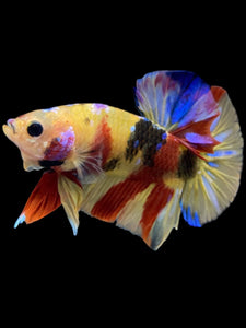 Male Halfmoon Plakat - Multicolor #2270 - Live Betta Fish