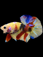 Load image into Gallery viewer, Male Halfmoon Plakat - Multicolor #2270 - Live Betta Fish
