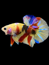 Load image into Gallery viewer, Male Halfmoon Plakat - Multicolor #2270 - Live Betta Fish
