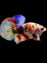 Load image into Gallery viewer, Male Halfmoon Plakat - Multicolor #2270 - Live Betta Fish

