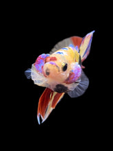Load image into Gallery viewer, Male Halfmoon Plakat - Multicolor #2270 - Live Betta Fish
