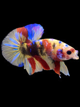 Load image into Gallery viewer, Male Halfmoon Plakat - Multicolor #2270 - Live Betta Fish
