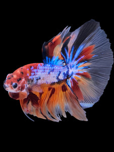 Male Halfmoon - Multicolor #2271 - Live Betta Fish