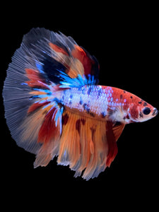 Male Halfmoon - Multicolor #2271 - Live Betta Fish
