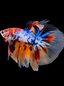 Male Halfmoon - Multicolor #2271 - Live Betta Fish