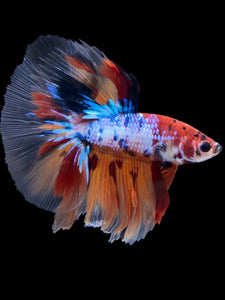 Male Halfmoon - Multicolor #2271 - Live Betta Fish