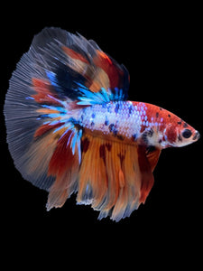 Male Halfmoon - Multicolor #2271 - Live Betta Fish