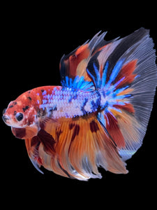 Male Halfmoon - Multicolor #2271 - Live Betta Fish