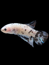 Load image into Gallery viewer, GIANT Male Halfmoon Plakat - Dalmatian #2272 - Live Betta Fish
