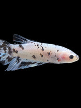 Load image into Gallery viewer, GIANT Male Halfmoon Plakat - Dalmatian #2272 - Live Betta Fish
