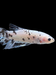 GIANT Male Halfmoon Plakat - Dalmatian #2272 - Live Betta Fish