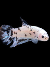 Load image into Gallery viewer, GIANT Male Halfmoon Plakat - Dalmatian #2272 - Live Betta Fish
