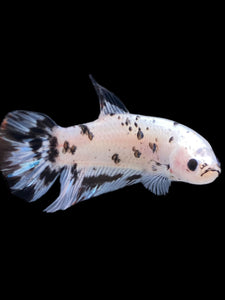 GIANT Male Halfmoon Plakat - Dalmatian #2272 - Live Betta Fish