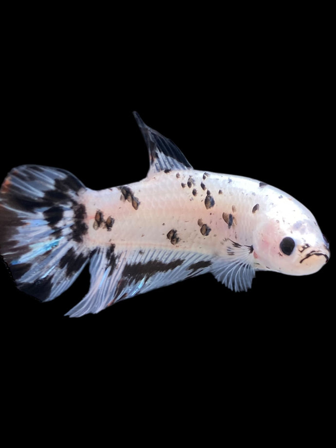 GIANT Male Halfmoon Plakat - Dalmatian #2272 - Live Betta Fish
