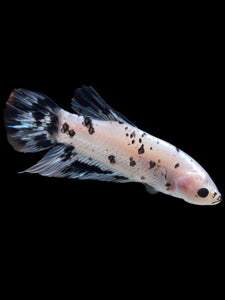 GIANT Male Halfmoon Plakat - Dalmatian #2272 - Live Betta Fish