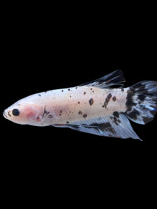 GIANT Male Halfmoon Plakat - Dalmatian #2272 - Live Betta Fish