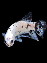 Load image into Gallery viewer, GIANT Male Halfmoon Plakat - Dalmatian #2272 - Live Betta Fish

