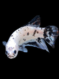 GIANT Male Halfmoon Plakat - Dalmatian #2272 - Live Betta Fish