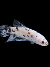 Load image into Gallery viewer, GIANT Male Halfmoon Plakat - Dalmatian #2272 - Live Betta Fish
