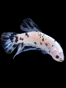 GIANT Male Halfmoon Plakat - Dalmatian #2272 - Live Betta Fish