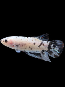 GIANT Male Halfmoon Plakat - Dalmatian #2272 - Live Betta Fish