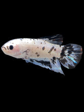 Load image into Gallery viewer, GIANT Male Halfmoon Plakat - Dalmatian #2272 - Live Betta Fish

