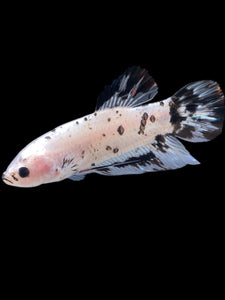GIANT Male Halfmoon Plakat - Dalmatian #2272 - Live Betta Fish