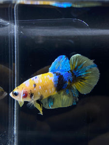 Male Halfmoon Plakat - Yellow Galaxy #2273 - Live Betta Fish