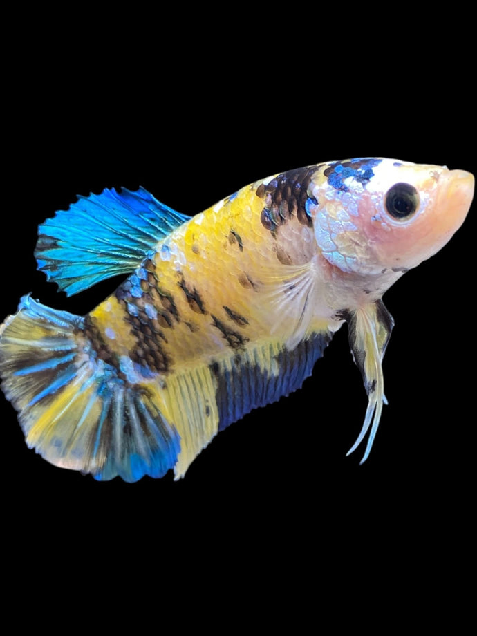 GIANT Female Halfmoon Plakat - Yellow Galaxy #2273 Live Betta Fish