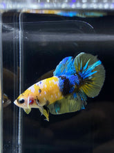 Load image into Gallery viewer, Male Halfmoon Plakat - Yellow Galaxy #2273 - Live Betta Fish
