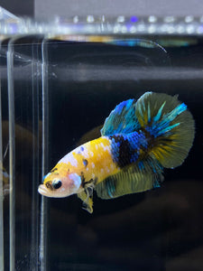 Male Halfmoon Plakat - Yellow Galaxy #2273 - Live Betta Fish