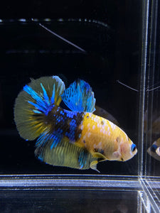 Male Halfmoon Plakat - Yellow Galaxy #2273 - Live Betta Fish