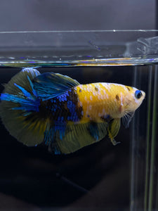 Male Halfmoon Plakat - Yellow Galaxy #2273 - Live Betta Fish