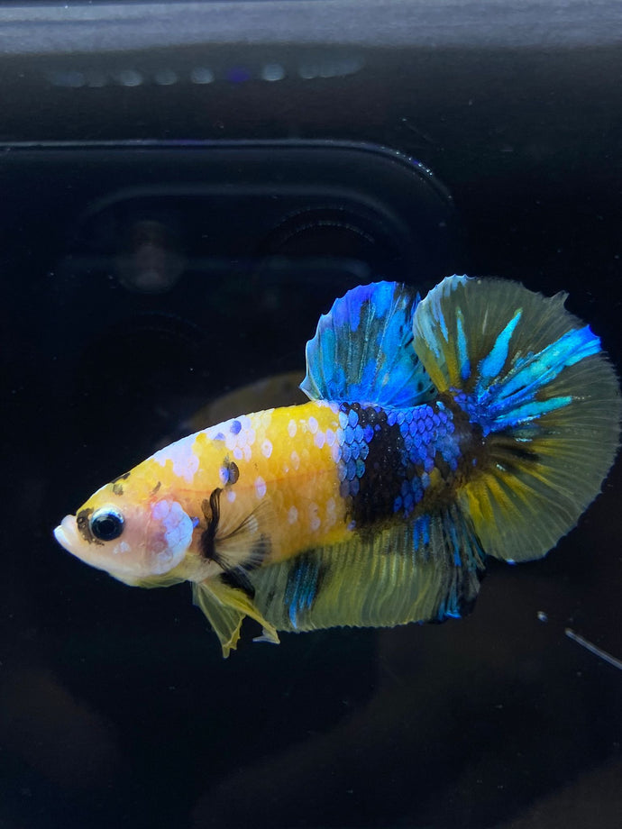 Male Halfmoon Plakat - Yellow Galaxy #2273 - Live Betta Fish