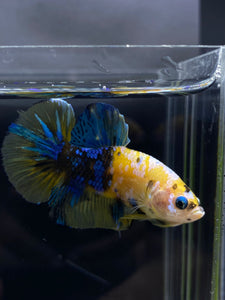 Male Halfmoon Plakat - Yellow Galaxy #2273 - Live Betta Fish