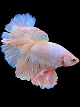 Load image into Gallery viewer, Male Rosetail - Pastel Pink/Peach #2275 - Live Betta Fish
