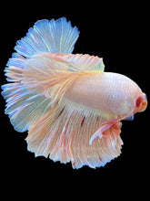 Load image into Gallery viewer, Male Rosetail - Pastel Pink/Peach #2275 - Live Betta Fish
