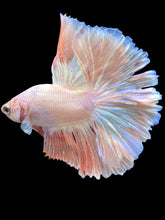 Load image into Gallery viewer, Male Rosetail - Pastel Pink/Peach #2275 - Live Betta Fish
